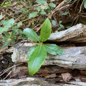 Hedycarya angustifolia at Brindabella National Park - 18 May 2024