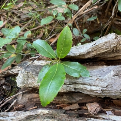 Hedycarya angustifolia (Austral Mulberry) at Brindabella National Park - 18 May 2024 by Tapirlord