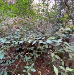 Hedycarya angustifolia at Brindabella National Park - 18 May 2024