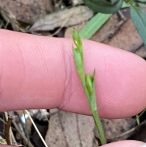 Bunochilus montanus at Brindabella National Park - 18 May 2024