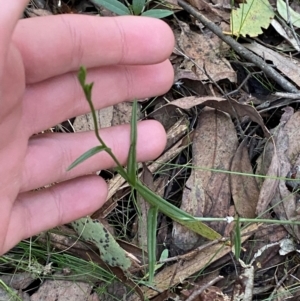 Bunochilus montanus at Brindabella National Park - 18 May 2024