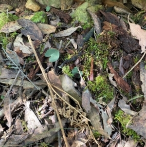 Acianthus exsertus at Brindabella National Park - suppressed