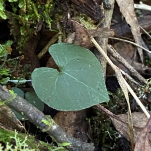 Acianthus exsertus at Brindabella National Park - suppressed