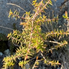 Styphelia fletcheri subsp. brevisepala (Twin Flower Beard-Heath) at Brindabella National Park - 18 May 2024 by Tapirlord