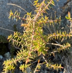 Leucopogon fletcheri subsp. brevisepalus (Twin Flower Beard-Heath) at Brindabella National Park - 17 May 2024 by Tapirlord