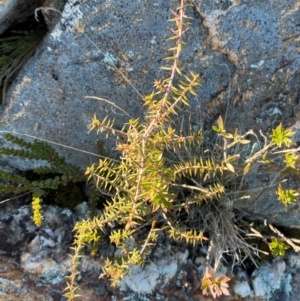 Styphelia fletcheri subsp. brevisepala at Brindabella National Park - 18 May 2024