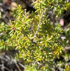 Calytrix tetragona (Common Fringe-myrtle) at Brindabella National Park - 17 May 2024 by Tapirlord