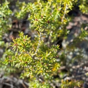 Calytrix tetragona at Brindabella National Park - 18 May 2024