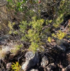 Calytrix tetragona at Brindabella National Park - 18 May 2024