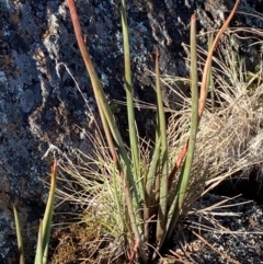 Bulbine glauca (Rock Lily) at Brindabella National Park - 18 May 2024 by Tapirlord