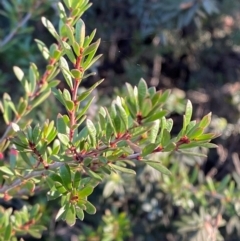 Micrantheum hexandrum (Box Micrantheum) at Brindabella National Park - 18 May 2024 by Tapirlord