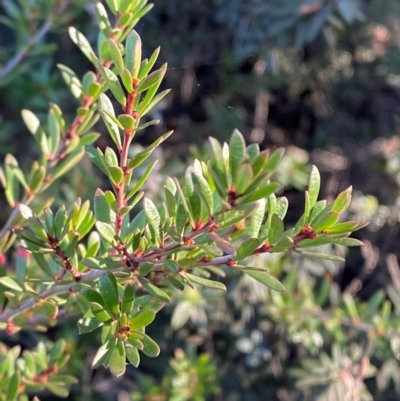 Micrantheum hexandrum (Box Micrantheum) at Brindabella National Park - 18 May 2024 by Tapirlord