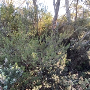 Micrantheum hexandrum at Brindabella National Park - 18 May 2024