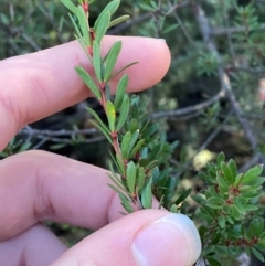 Micrantheum hexandrum at Brindabella National Park - 18 May 2024 09:39 AM