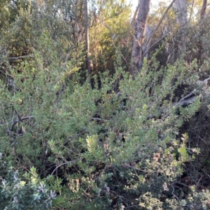 Micrantheum hexandrum at Brindabella National Park - 18 May 2024 09:39 AM