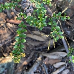 Leionema lamprophyllum subsp. obovatum (Shiny Phebalium) at Brindabella National Park - 17 May 2024 by Tapirlord