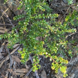 Leionema lamprophyllum subsp. obovatum at Brindabella National Park - 18 May 2024