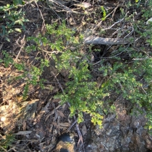 Leionema lamprophyllum subsp. obovatum at Brindabella National Park - 18 May 2024