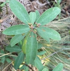 Philotheca myoporoides subsp. myoporoides (Long-leaf Waxflower) at Brindabella National Park - 17 May 2024 by Tapirlord