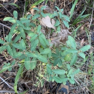 Philotheca myoporoides subsp. myoporoides at Brindabella National Park - 18 May 2024