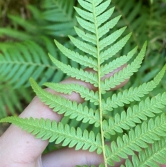 Cyathea australis subsp. australis (Rough Tree Fern) at Uriarra Village, ACT - 17 May 2024 by Tapirlord