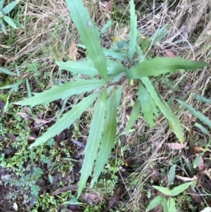 Lomatia myricoides at Blue Range - 18 May 2024