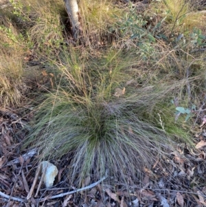 Poa sieberiana var. sieberiana at Namadgi National Park - 18 May 2024