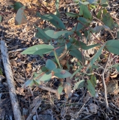 Eucalyptus dives (Broad-leaved Peppermint) at Lower Cotter Catchment - 17 May 2024 by Tapirlord