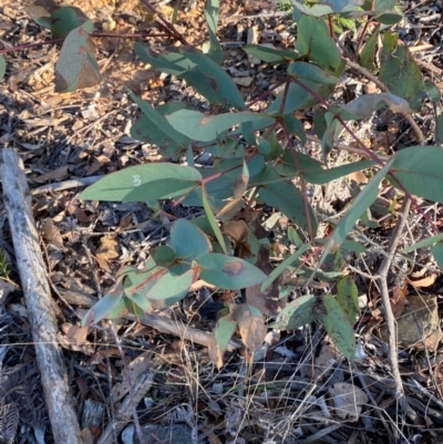 Eucalyptus dives (Broad-leaved Peppermint) at Lower Cotter Catchment - 17 May 2024 by Tapirlord