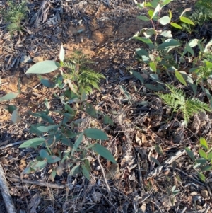 Eucalyptus dives at Lower Cotter Catchment - 18 May 2024 09:01 AM