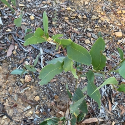 Acacia falciformis (Broad-leaved Hickory) at Lower Cotter Catchment - 18 May 2024 by Tapirlord