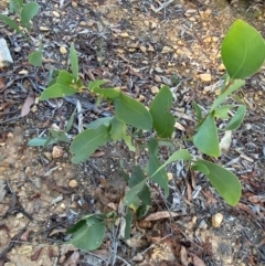 Acacia falciformis at Lower Cotter Catchment - 18 May 2024