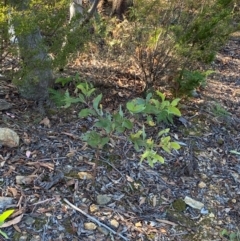 Acacia falciformis at Lower Cotter Catchment - 18 May 2024 08:59 AM