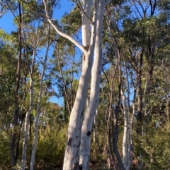 Eucalyptus mannifera subsp. mannifera (Brittle Gum) at Lower Cotter Catchment - 17 May 2024 by Tapirlord