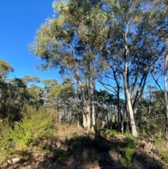 Eucalyptus mannifera subsp. mannifera at Lower Cotter Catchment - 18 May 2024 08:59 AM