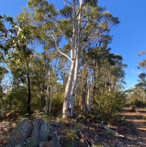 Eucalyptus mannifera subsp. mannifera at Lower Cotter Catchment - 18 May 2024