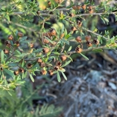 Kunzea ericoides (Burgan) at Lower Cotter Catchment - 18 May 2024 by Tapirlord