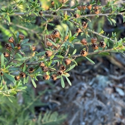 Kunzea ericoides (Burgan) at Lower Cotter Catchment - 18 May 2024 by Tapirlord