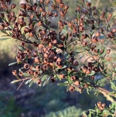 Kunzea ericoides at Lower Cotter Catchment - 18 May 2024 08:57 AM