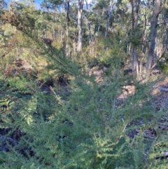 Kunzea ericoides at Lower Cotter Catchment - 18 May 2024