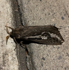Abantiades atripalpis (Bardee grub/moth, Rain Moth) at Garran, ACT - 4 May 2024 by Tapirlord