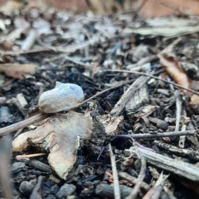 Geastrum tenuipes (An earthstar) at Richardson, ACT - 18 Jun 2024 by MB