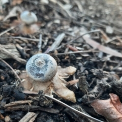 Geastrum tenuipes at Richardson, ACT - 18 Jun 2024