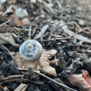 Geastrum tenuipes at Richardson, ACT - 18 Jun 2024 04:07 PM