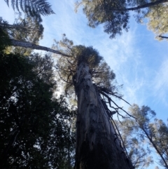 Eucalyptus regnans (Mountain Ash or Swamp Gum (Tas)) at Southwest National Park - 24 Sep 2023 by Detritivore