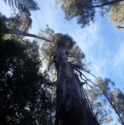 Eucalyptus regnans (Mountain Ash or Swamp Gum (Tas)) at Southwest National Park - 24 Sep 2023 by Detritivore