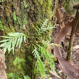 Notogrammitis heterophylla at Southwest, TAS - suppressed