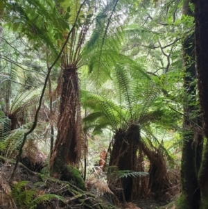 Dicksonia antarctica at Southwest, TAS - suppressed