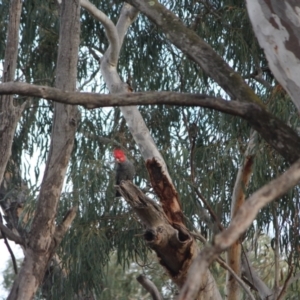 Callocephalon fimbriatum at Watson, ACT - suppressed