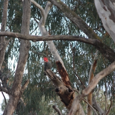 Callocephalon fimbriatum (Gang-gang Cockatoo) at Watson, ACT - 16 Jun 2024 by EcolCara37